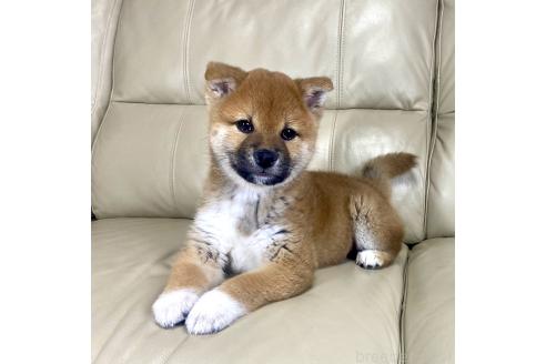 成約済の茨城県の柴犬-374169の1枚目