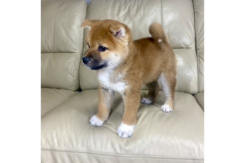 成約済の茨城県の柴犬-374169の7枚目