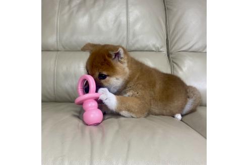 成約済の茨城県の柴犬-374169の6枚目