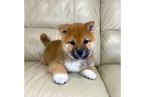 成約済の茨城県の柴犬-374169の5枚目