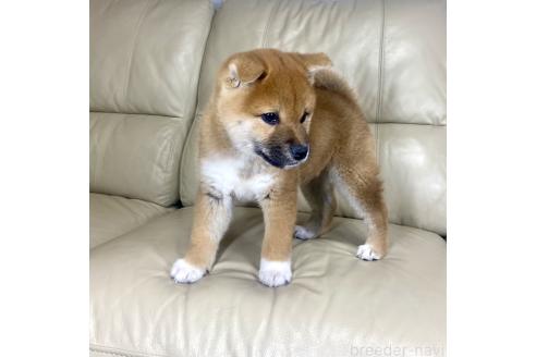 成約済の茨城県の柴犬-374169の4枚目