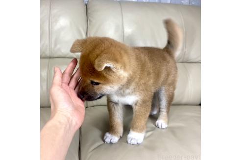 茨城県の柴犬｜男の子・2025/01/28生まれ・赤色（子犬ID：374169