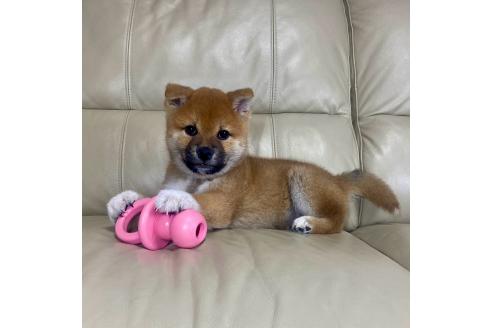 成約済の茨城県の柴犬-374169の2枚目