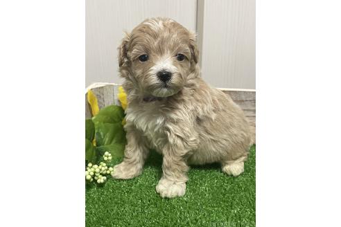 成約済の滋賀県のマルプー:マルチーズ×トイプードル-376396の23枚目