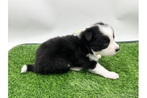 成約済の愛知県のボーダーコリー-377371の5枚目