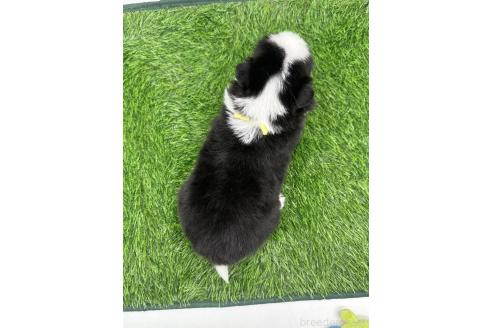 成約済の愛知県のボーダーコリー-377371の3枚目