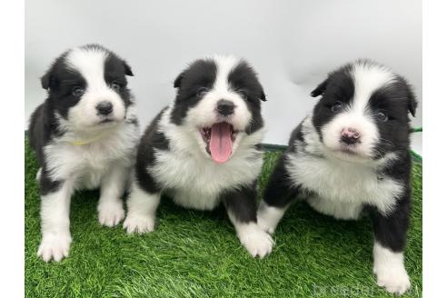 成約済の愛知県のボーダーコリー-377371の2枚目