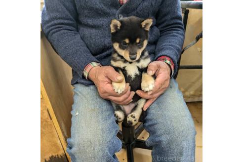 成約済の佐賀県の豆柴-378384の6枚目
