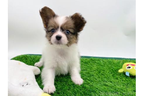 成約済の愛知県のパピヨン-374132の1枚目