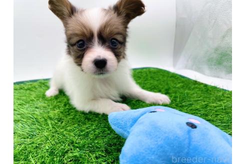 成約済の愛知県のパピヨン-374132の6枚目