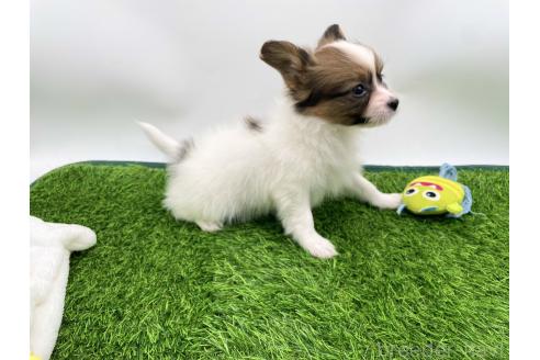 成約済の愛知県のパピヨン-374132の4枚目