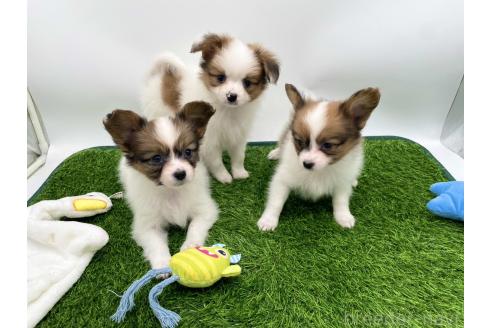 成約済の愛知県のパピヨン-374132の3枚目