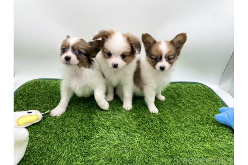 成約済の愛知県のパピヨン-374133の6枚目