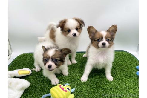 成約済の愛知県のパピヨン-374133の5枚目