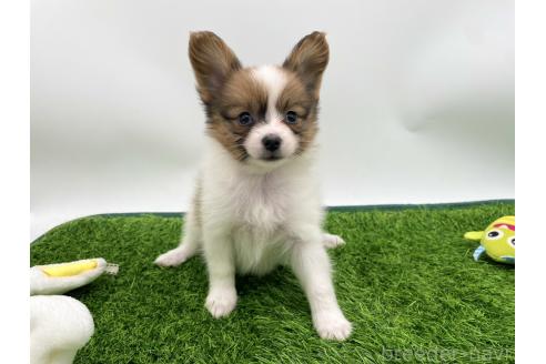 成約済の愛知県のパピヨン-374133の1枚目