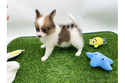 成約済の愛知県のパピヨン-374133の4枚目