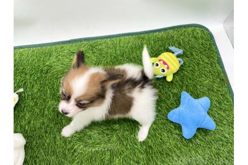 成約済の愛知県のパピヨン-374133の2枚目