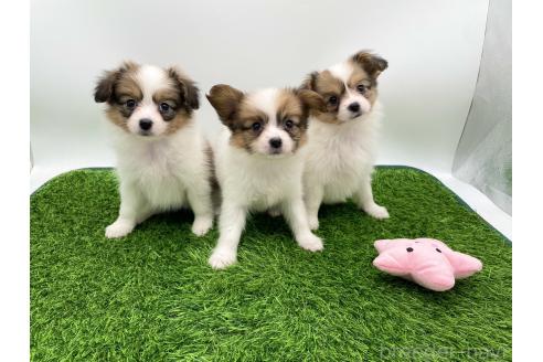 成約済の愛知県のパピヨン-374127の4枚目