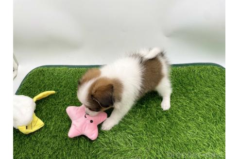 成約済の愛知県のパピヨン-374127の3枚目