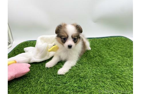 成約済の愛知県のパピヨン-374127の2枚目