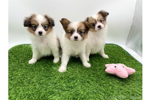 成約済の愛知県のパピヨン-374131の5枚目