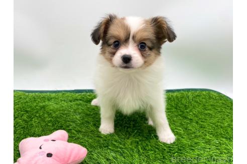 成約済の愛知県のパピヨン-374131の1枚目