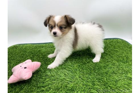 成約済の愛知県のパピヨン-374131の4枚目