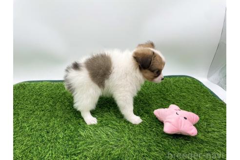 成約済の愛知県のパピヨン-374131の3枚目