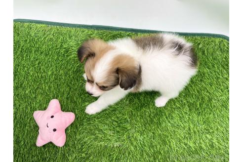 成約済の愛知県のパピヨン-374131の2枚目