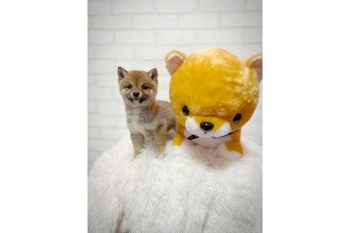 愛知県美浜町で茶色の雑種(柴犬？)を保護しました。｜愛犬