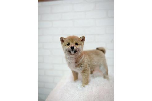 成約済の北海道の柴犬-378413の1枚目