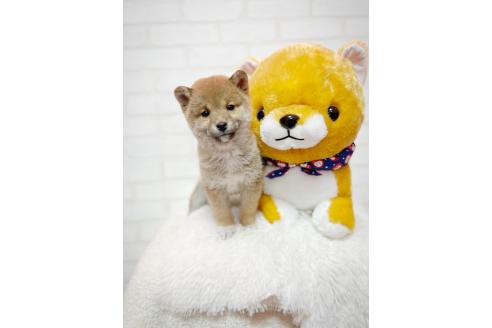 成約済の北海道の柴犬-378413の3枚目