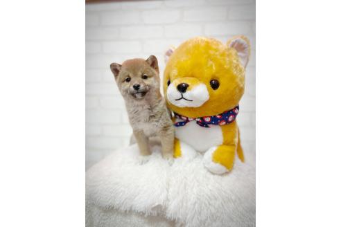 成約済の北海道の柴犬-378413の2枚目