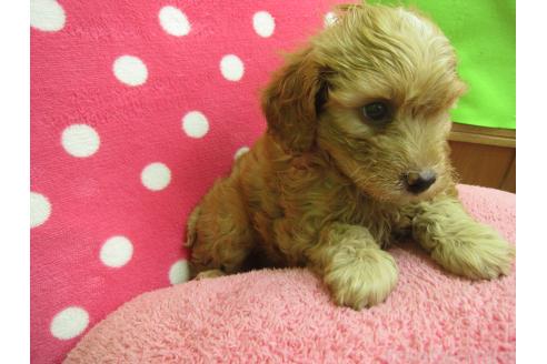 成約済の福岡県のミックス犬-376714の4枚目
