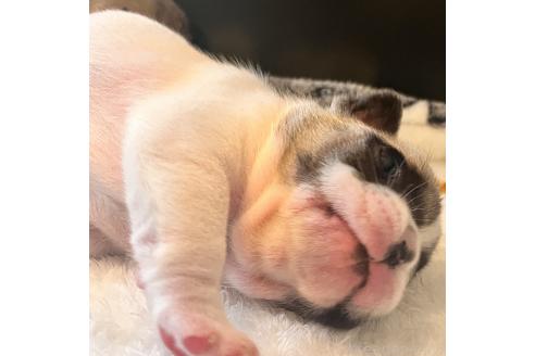 成約済の山口県のフレンチブルドッグ-378426の9枚目