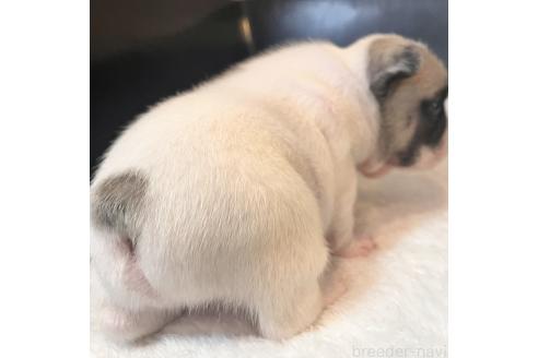 成約済の山口県のフレンチブルドッグ-378426の8枚目