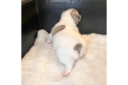 成約済の山口県のフレンチブルドッグ-378426の7枚目
