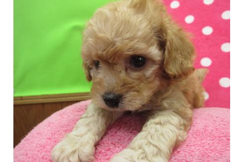 成約済の福岡県のミックス犬-371903の4枚目