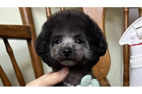 販売中の岡山県のティーカッププードル-378430