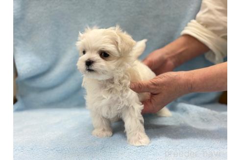 成約済の東京都のマルチーズ-377325の4枚目