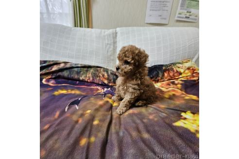 成約済の埼玉県のタイニープードル-378438の8枚目