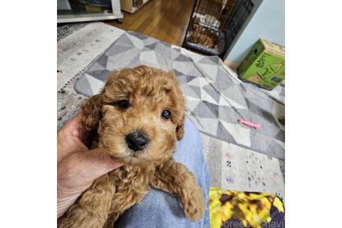 成約済の埼玉県のトイプードル-378441の8枚目