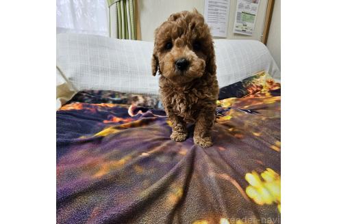 成約済の埼玉県のトイプードル-378441の3枚目
