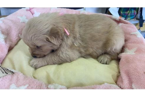成約済の埼玉県のゴールデンレトリーバー-378461の6枚目
