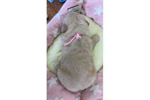 成約済の埼玉県のゴールデンレトリーバー-378461の5枚目
