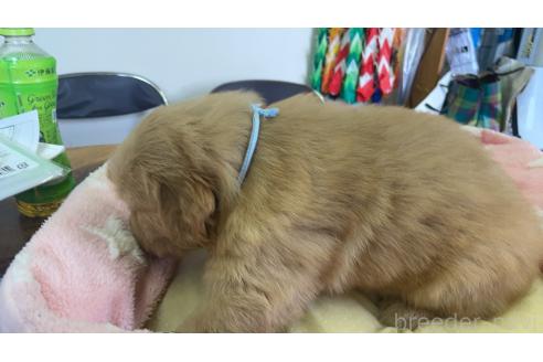 成約済の埼玉県のゴールデンレトリーバー-378462の4枚目