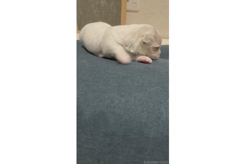 成約済の滋賀県のマルチーズ-377489の107枚目