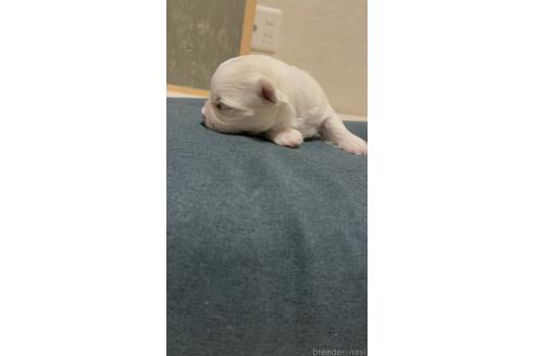 成約済の滋賀県のマルチーズ-377489の106枚目