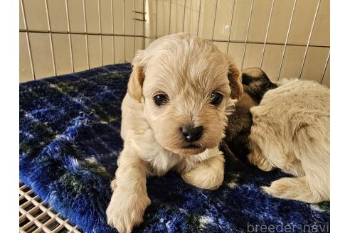 成約済の愛知県のミックス犬-378465の7枚目