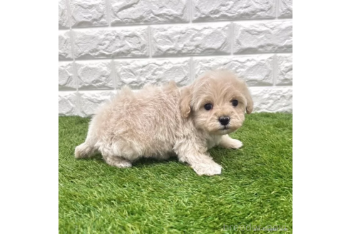 成約済の愛知県のマルプー:マルチーズ×トイプードル-377422の5枚目